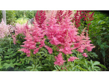 ���� ��� ���