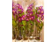 ���������� ������ ( ���� )