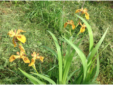 ���� �������� ������