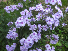 �������  ������