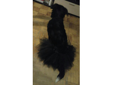 IMG 20161209 071955.jpg