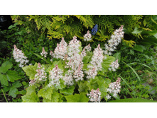 �������� ������