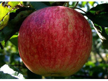 ������ �������� ����-350�.jpg