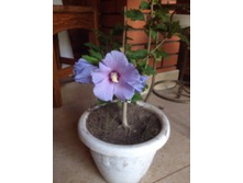 �������� �������(��������).JPG