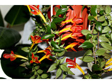 �������� Early Bird