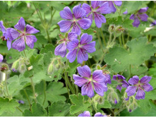 ������ ������*