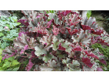 ���������� �������