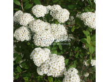 �������� 110�