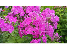 ��������� �����