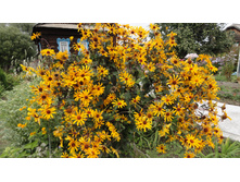 ��������� ������ ����