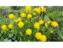 ���������� �����������