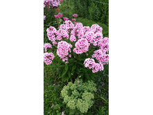 ����� ���