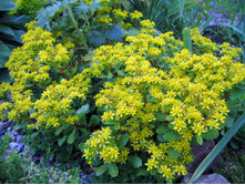 ���������� *