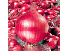 ��� ��� (������ 10-21) 230���. �� 900�, 115���. �� 450�.) (� ������ ������ ���������� ������� �� 450�.).jpg