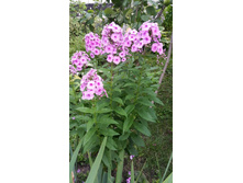 ������ ����� 2