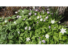 ������� ��������