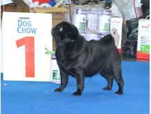 ����������� ������ �������� - ������ ���� ������� ������