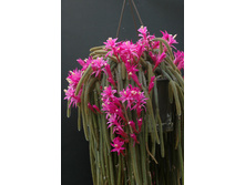 Aporocactus1.jpg