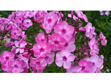 ���-���-���