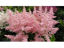 ���� ���