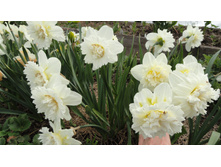 ������� ��� ����