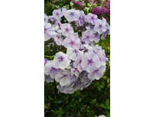 �������  ������