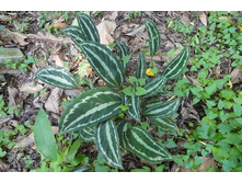Calathea picturata 'Vandenheckei' - �� 350 ���.