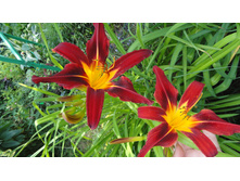 �������� �����