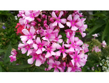 ���� ����