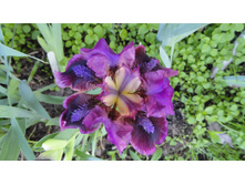 ���� Pumpin Iron