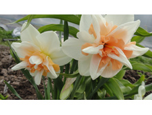 ������� ��������