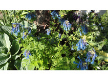 �������� �������