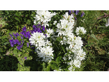 ����������� ����� ���������