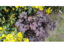 ����������������� ����