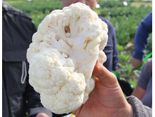 ������� ���� F1 ������� 10�� ������� 27,80 ���. [���.6000423]