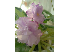 ��- ��������� ��������