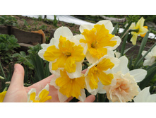 ������� �������