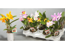 ������� ���� -  �� 500 ���.