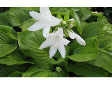 ������������������� ����� ������� ��������