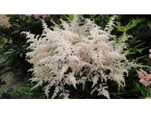 ���� ����