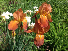 ���� �����-�������