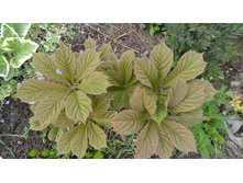 ��������� ��������