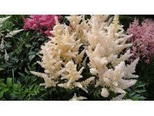 ���� ������