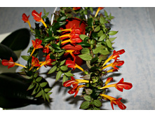 �������� Early Bird