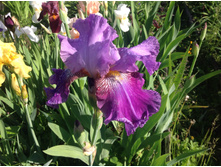 ���� ����������