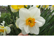 ������� ������ �����