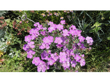 �������� �������