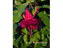 ������ Jomi Hemschoote