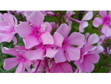 ������� ����