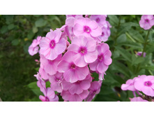 ������  �����